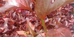 Indian Acalypha Herbal Powder