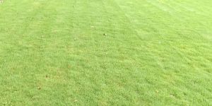 Park Landscaping
