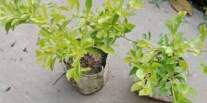 Golden Duranta Plant