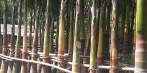 Washingtonia Palm Tree