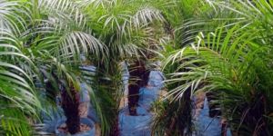 Palm Plant
