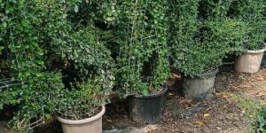 Home Gardening