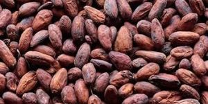 Cocoa Beans
