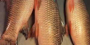 Fresh Rohu Fish