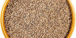Browntop Millet Seeds