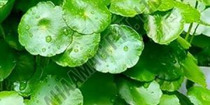Indian Pennywort Leaves