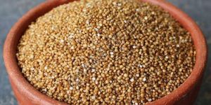Kodo Millet Seeds