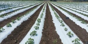 Mulching Paper