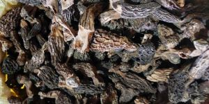 Dried Morels