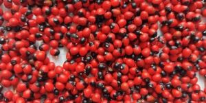 Red Rosary Pea Chirmati