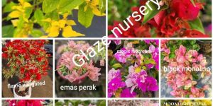 Thai Variety Bougainvillea Plant