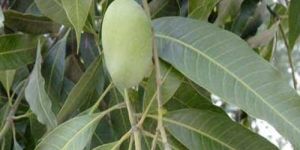 Fresh Himsagar Mango