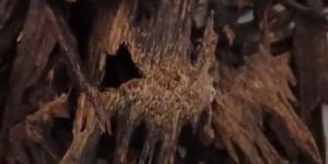 Agar Wood Finishing Product