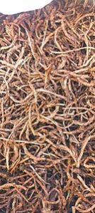 Kutki (Picrorhiza Kurroa)