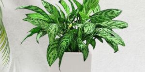 Satyaki Square Shaped White Ceramic Pot Planter 4H X 4W