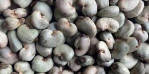 Raw Cashew Nuts