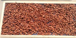 Cocoa Beans