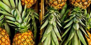 Fresh Pineapple