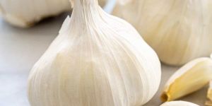 White Fresh Garlic