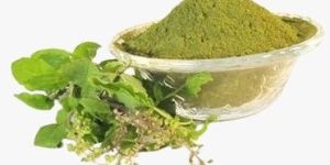 Tulsi (Holy Basil)