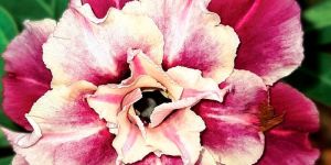 Adenium Madhubala (Triple Petal Cream and Maroon)