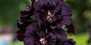 Hollyhock- Jack Seeds (50 Seeds)