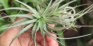 Tillandsia Air Plant