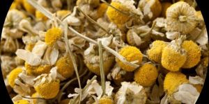 Chamomile Flower - Matricaria Chamomilla
