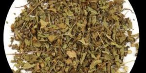 Lemon Basil Leaf (Ocimum Tenuiflorum)