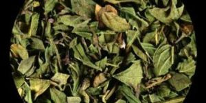 Mentha Piperita Dried Leaves