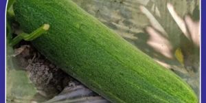 Avani F-1 Hybrid Cucumber Seeds