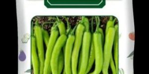 Chilli - CH5 Seed