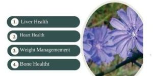 cichorium intybus chicory root