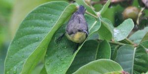 Lagerstroemia Speciosa (Banaba)
