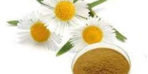 MATRICARIA CHAMOMILLA (CHAMOMILE )