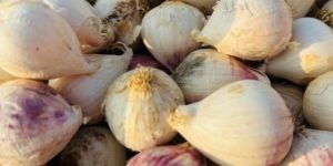 Fresh Garlic