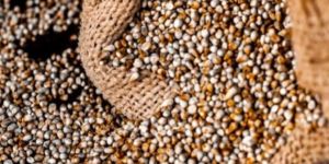 Golden Yellow Pearl Millet Bajra