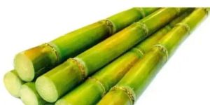 Fresh Sugarcane