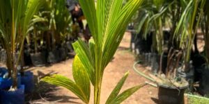 Coconut Plants