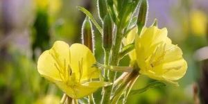 Evening Primrose Oil