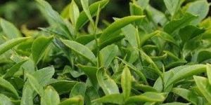 Gree Tea Hydrosol Oil