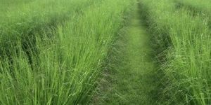 Vetiver Essential Oil