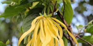Ylang Ylang Essential Oil