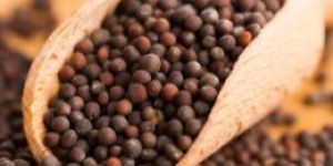 Mustard Seeds