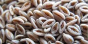 PSYLLIUM SEEDS (ISABGOL)