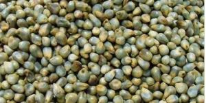 Green Millet Bajra
