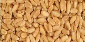 Wheat Seeds