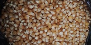 Popcorn Seeds