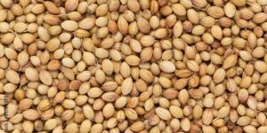 Coriander Seeds