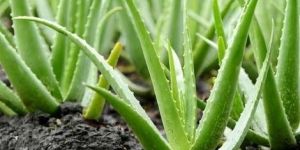 Fresh Aloe Vera Leaves
